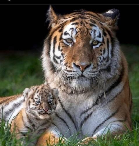 Tigresse et son bébé à Ranthambore en Inde