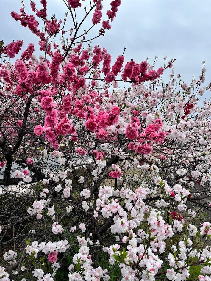 Les pruniers arrivent au mois de mars dans la région de Tokyo @Michiko Okubo