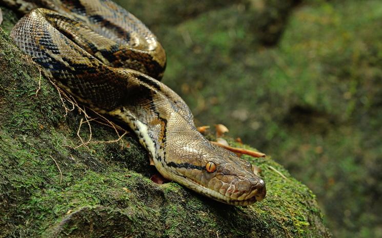 Python en Thailande