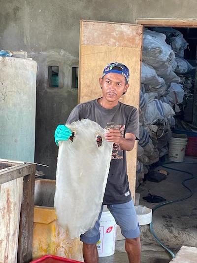 raie perle galuchat indonesie