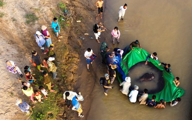 Vue aerienne d'une raie geante, plus gros poisson d'eau douce au monde, capturee dans le fleuve Mekong au Cambodge