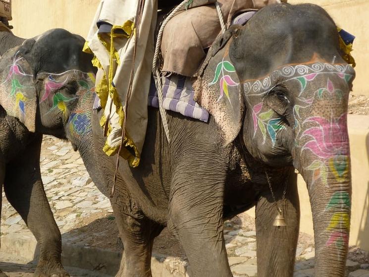 Elephants dans le Rajastan. Licence CC