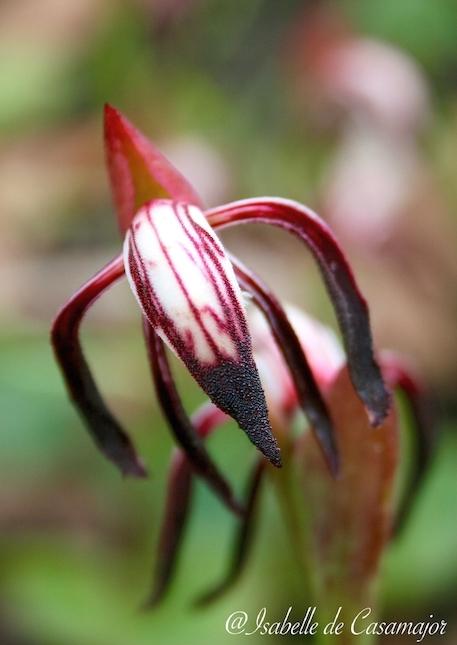 Rattle beak orchid