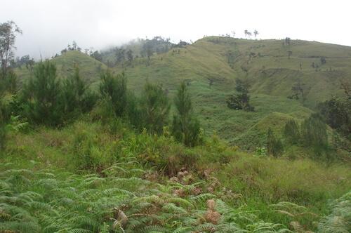 La vegetation du Mont Rinjani