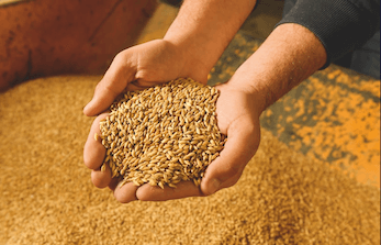 Soufflet Afrique du Sud