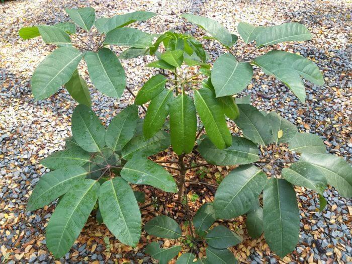 Schefflera-actinophylla_