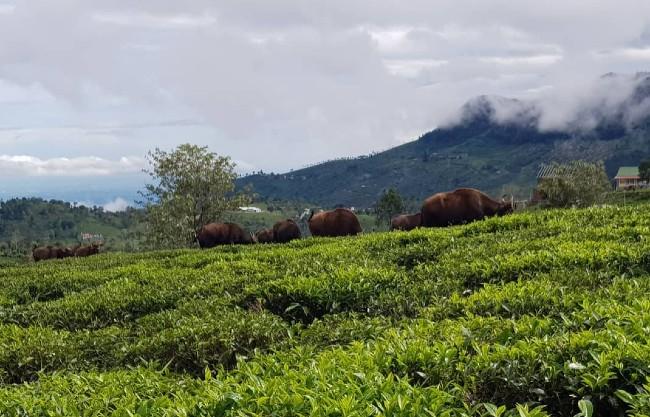 LA Maison Nilgiris Inde Siat