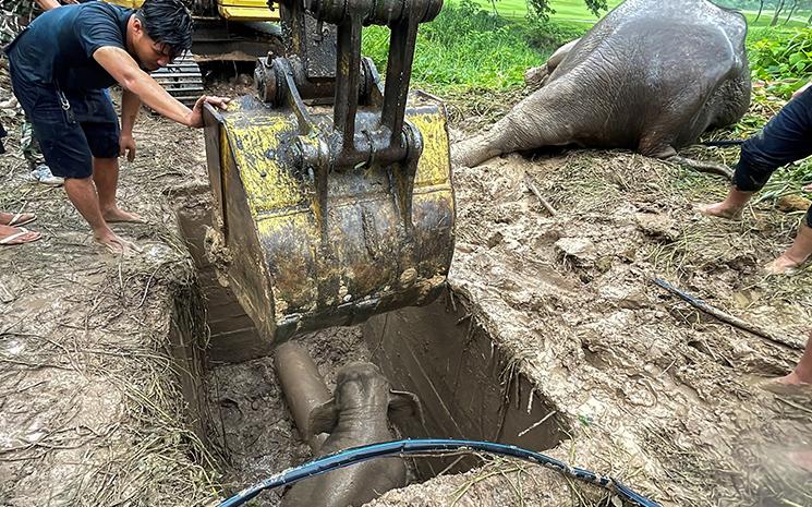 Elephanteau prisonnier d'une fosse de drainage en Thailande