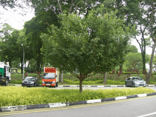 arbre sembawang singapour