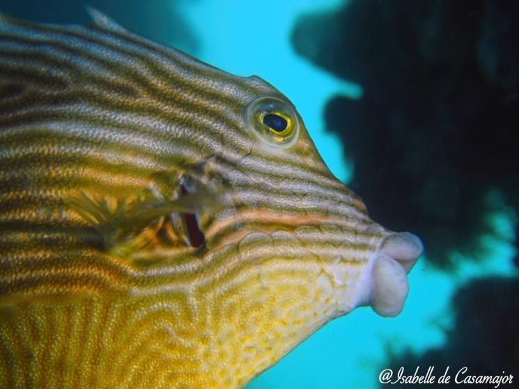 Poisson vache