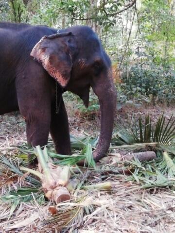 Shila l'éléphante du Kerala de près