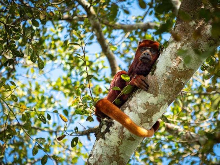 Singe dans la région du Casanare