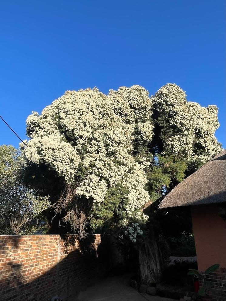 Snow Tree