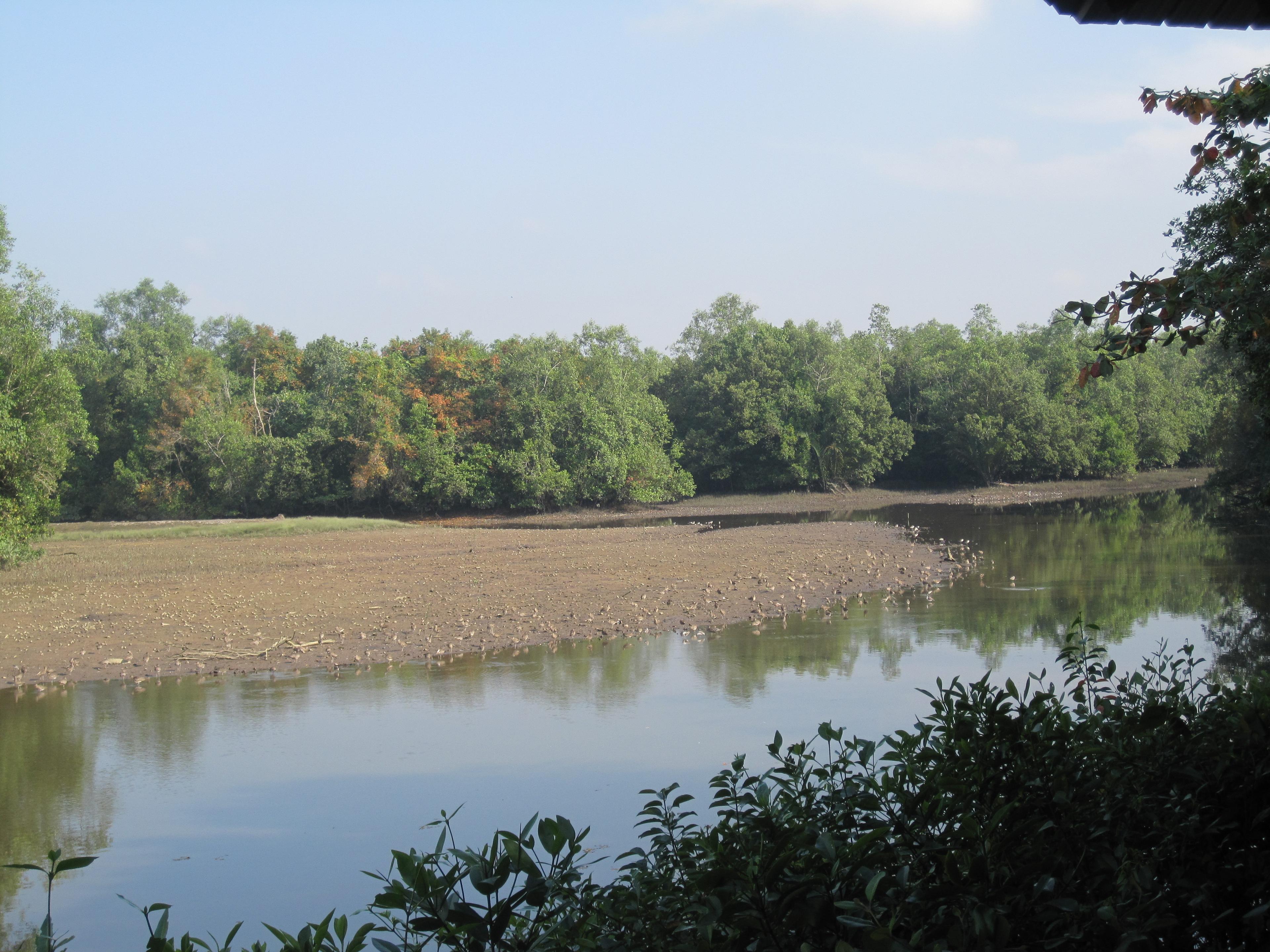 balade singapour nature sungei buloh