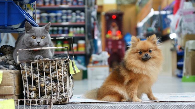 chien et chat hong kong