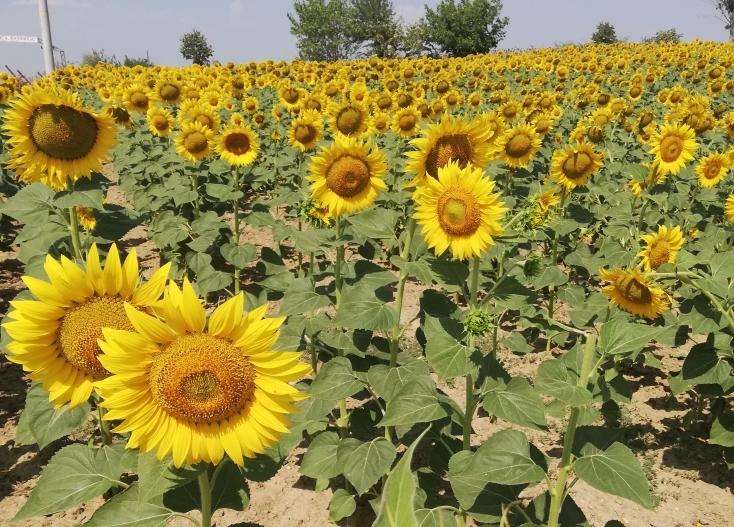 Tournesols de Thrace