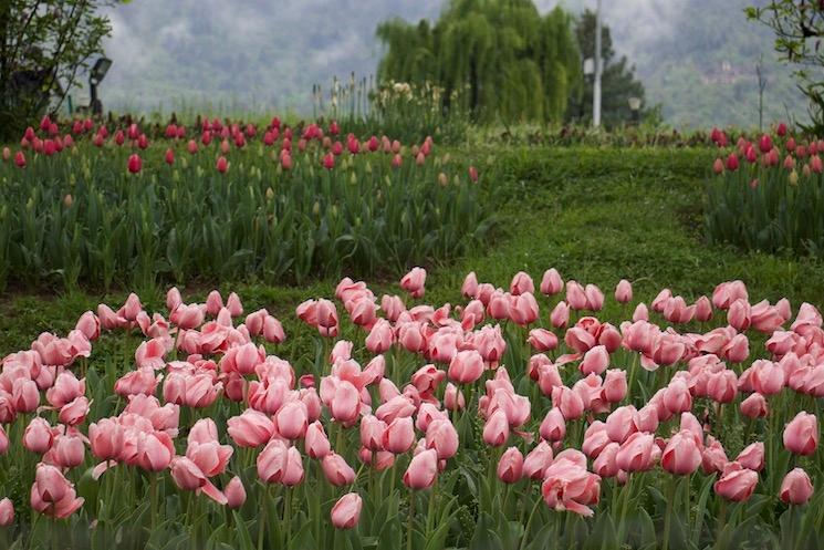 Tulipes Cachemire Inde