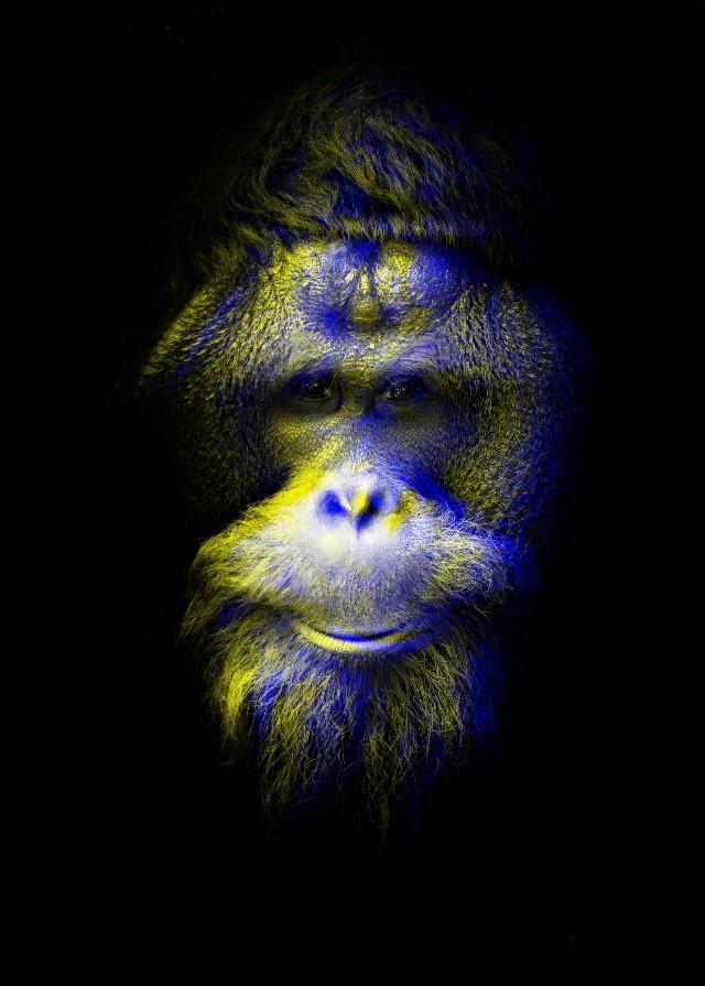 culture sortir jakarta IFI