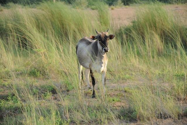 un veau au bord du fleuve Kaveri Tamil Nadu