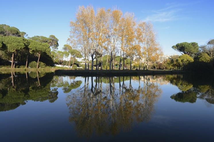 Un lac et une forêt