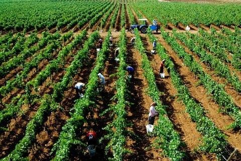 Le vin en Turquie