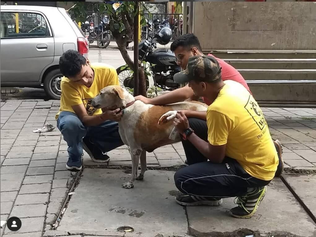 WSD assistance aux chiens des rues de Bombay par les volontaires