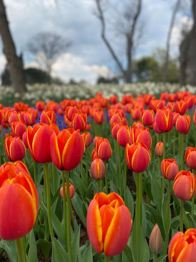 Dans le parc d'Emirgan Istanbul tulipes