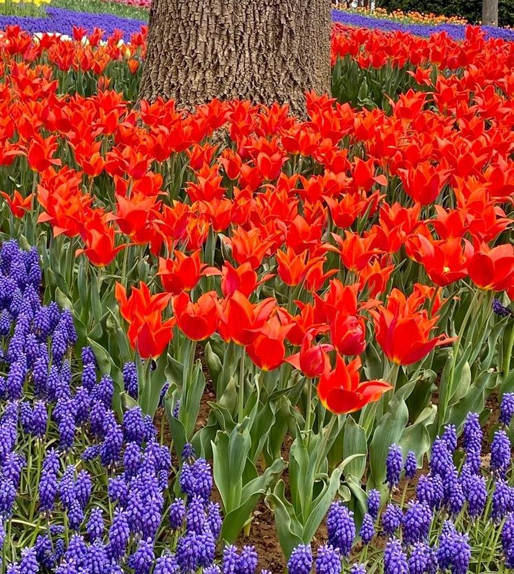 Dans le parc d'Emirgan tulipe