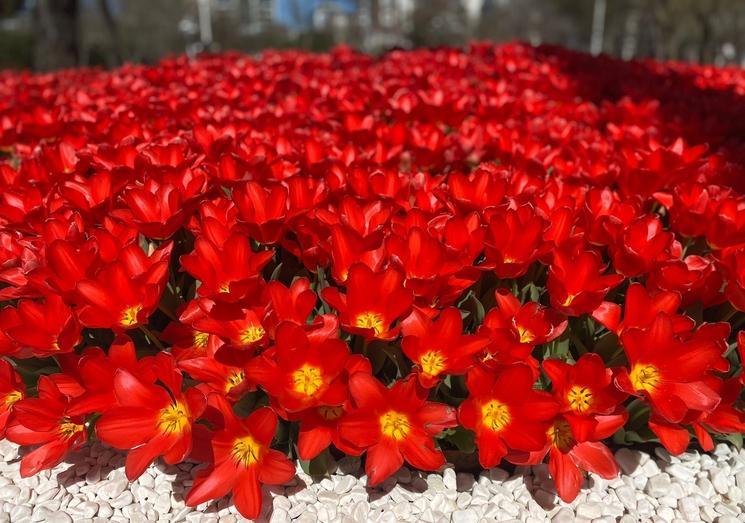 Dans le parc d'Emirgan Istanbul tulipes