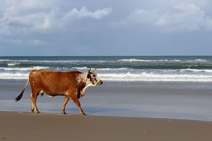 plage, belle, selection, cape town, cote atlantique, afrique du sud, tourisme, nature