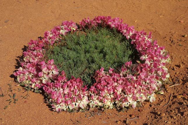 Wreath lechenaultia