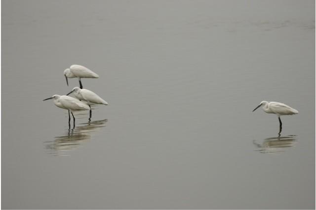 Aigrettes du lac pulikat en Inde