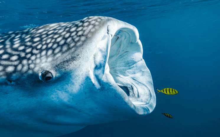 gros poisson qui mange un petit