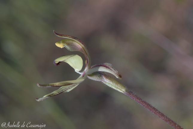 Ant orchid