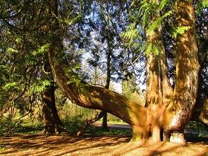 arbre du parc du Blarney Castle