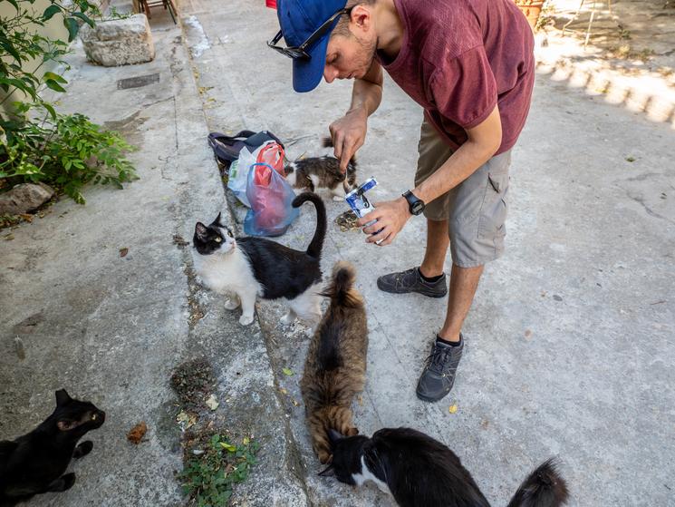 Prendre soins des chats de la capitale Grecque