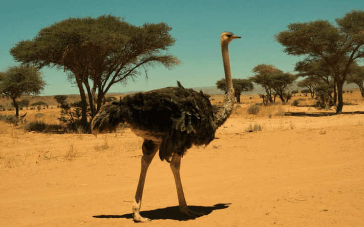 Autruche sur la route qui lie M’Hamid El Ghizlane à L’Erg Chegaga © Pauline Deprez