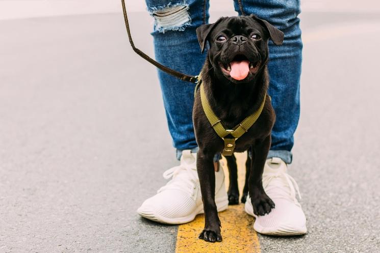 un chien noir a barcelone