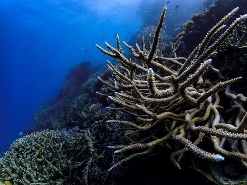 La barrière de corail en Australie est en péril 