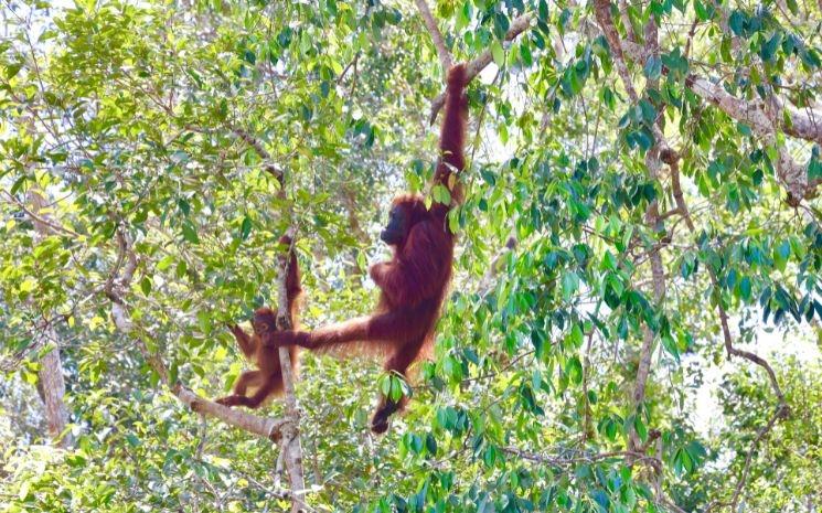 bébé-orang-outan