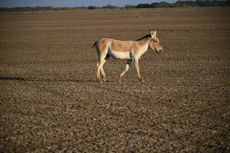 âne sauvage dans le désert du kutch en inde du nord