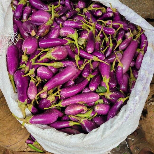 Brinjal. Photo : Fabienne