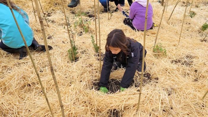 une fille plante un arbre