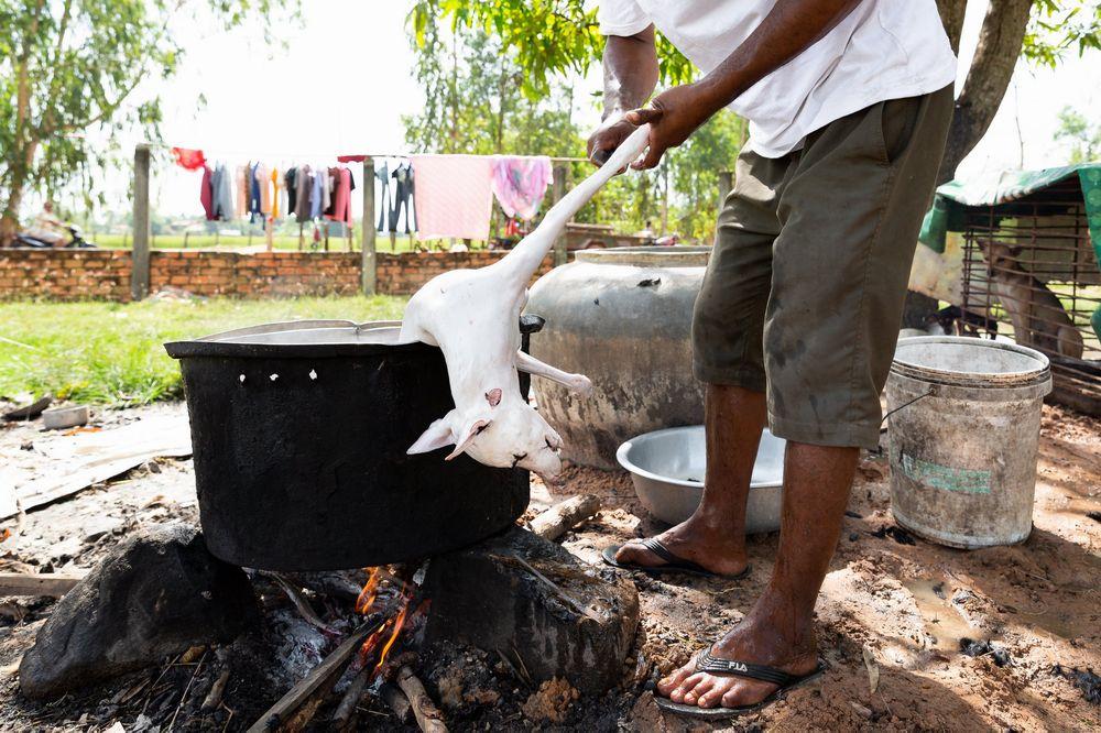 Homme ébouillantant un chien pour la boucherie.