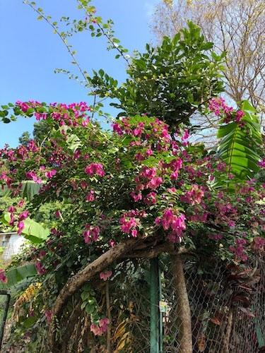 bougainvillee a pokfulam hong kong