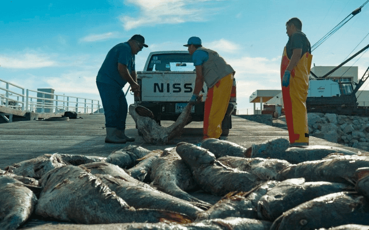 braconnage totoaba