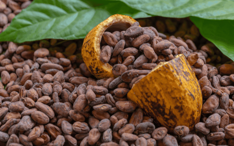 cacao Côte d'Ivoire