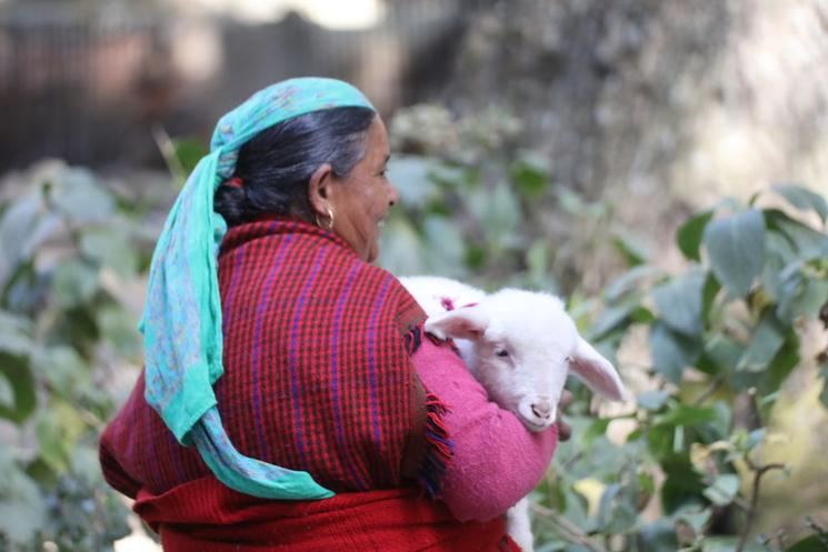 cachemire india inde laine pashmina chèvre 