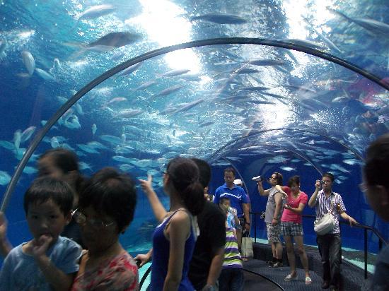 shanghai-sorties-famille-aquarium