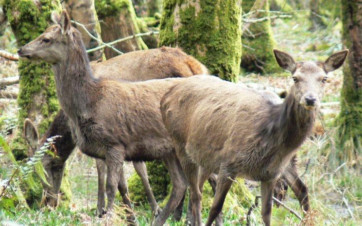 cerfs rouges du parc de Killarney